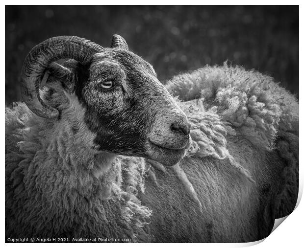 Sheep portrait Print by Angela H