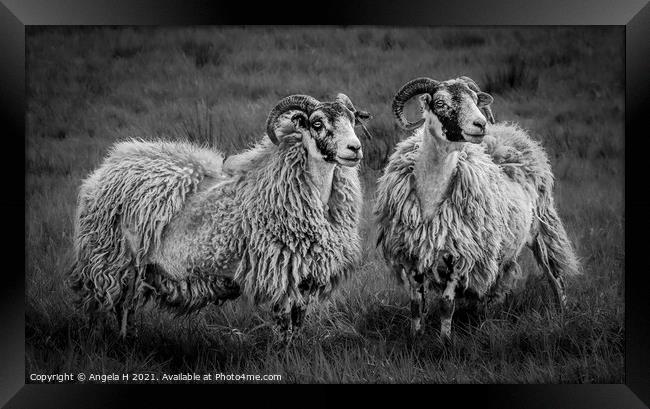 A group of sheep standing on top of a grass covere Framed Print by Angela H