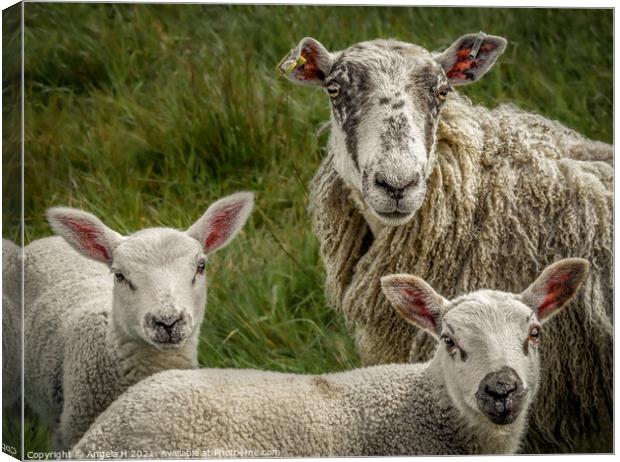 Sheep family portrait Canvas Print by Angela H