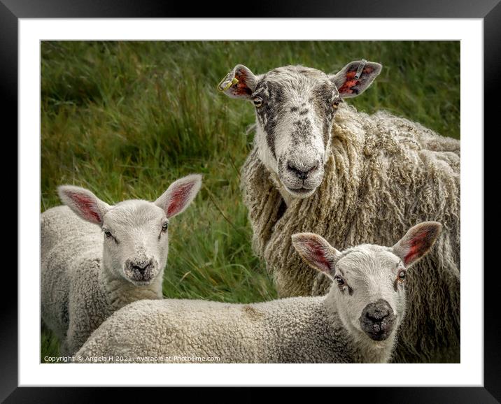 Sheep family portrait Framed Mounted Print by Angela H