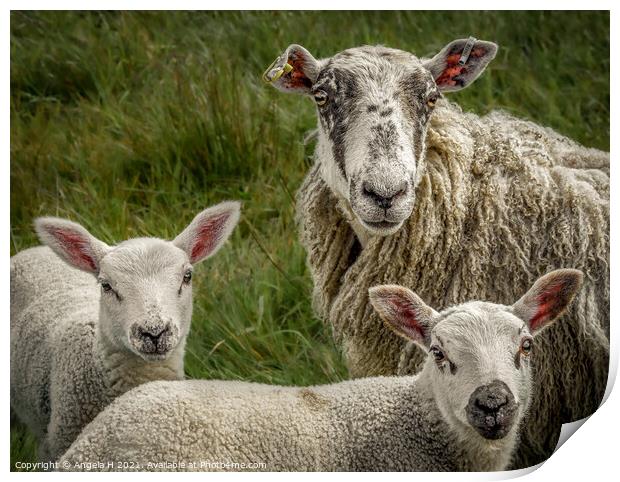Sheep family portrait Print by Angela H