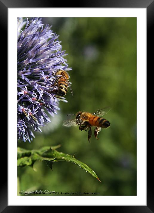 Bee In Flight Framed Mounted Print by Kat Dennis