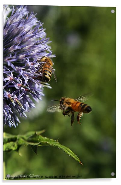 Bee In Flight Acrylic by Kat Dennis