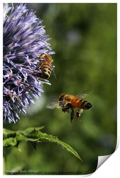 Bee In Flight Print by Kat Dennis