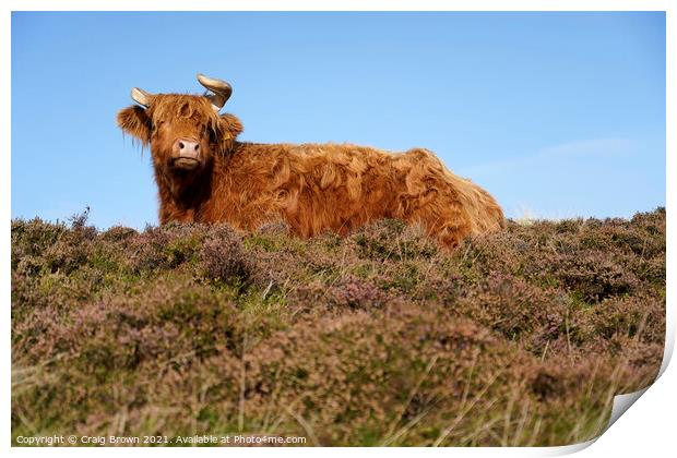 Highland Cow Print by Craig Brown