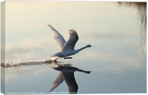 Elegant Swan Takes Flight Canvas Print by Antony Robinson