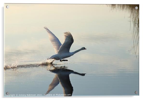 Elegant Swan Takes Flight Acrylic by Antony Robinson