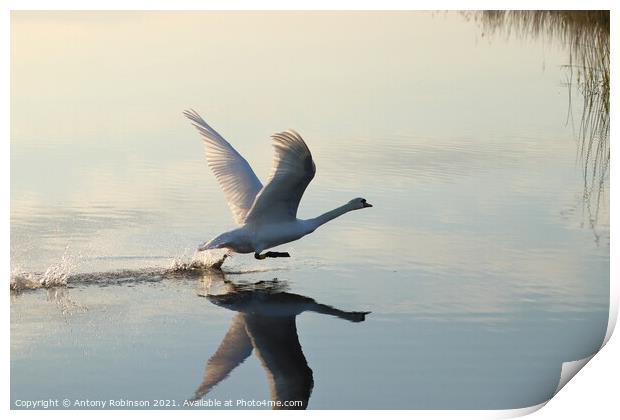Elegant Swan Takes Flight Print by Antony Robinson