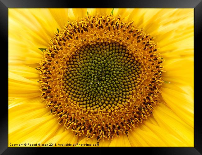 Sunflower Head Framed Print by Robert Gipson