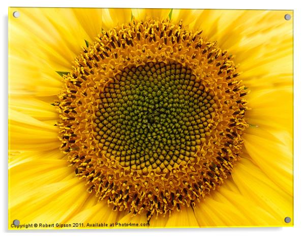 Sunflower Head Acrylic by Robert Gipson