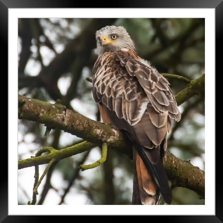 Welsh Red Kite Framed Mounted Print by Andrew chittock