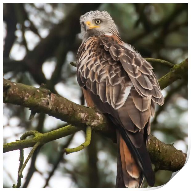 Welsh Red Kite Print by Andrew chittock