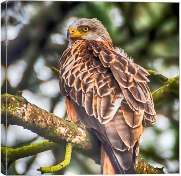 Red Kite Canvas Print by Andrew chittock