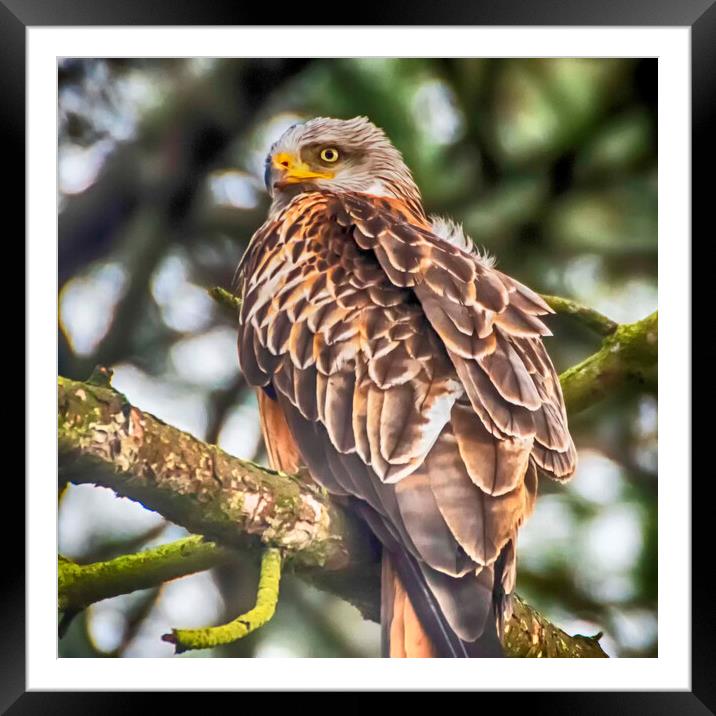 Red Kite Framed Mounted Print by Andrew chittock