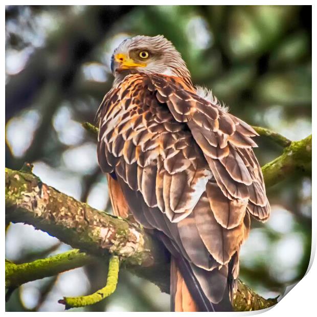 Red Kite Print by Andrew chittock