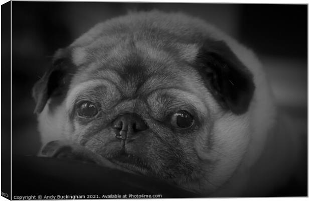 A close up of a Pug Canvas Print by Andy Buckingham