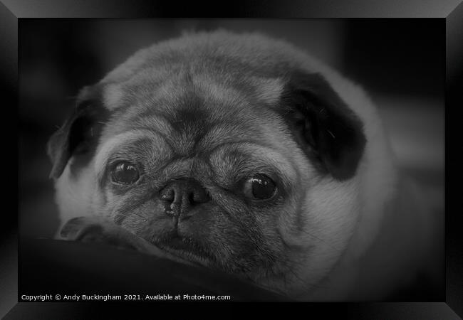 A close up of a Pug Framed Print by Andy Buckingham