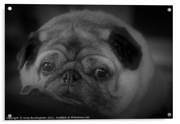 A close up of a Pug Acrylic by Andy Buckingham