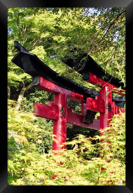 Japanese torii gates at Fushimi Inari Kyoto, Japan Framed Print by Delphimages Art