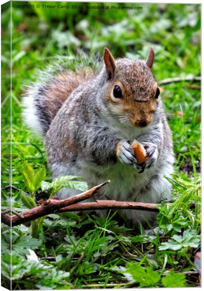 Bushy-tailed Forager Canvas Print by Trevor Camp