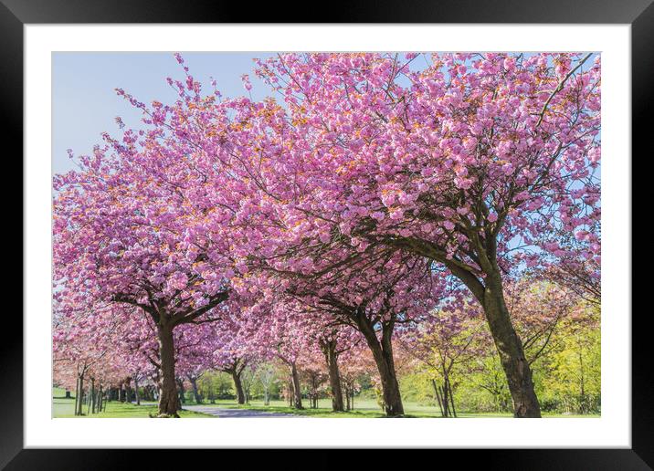 Cherry blossom on an avenue of trees Framed Mounted Print by Jason Wells