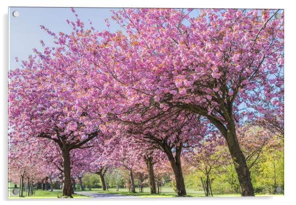 Cherry blossom on an avenue of trees Acrylic by Jason Wells
