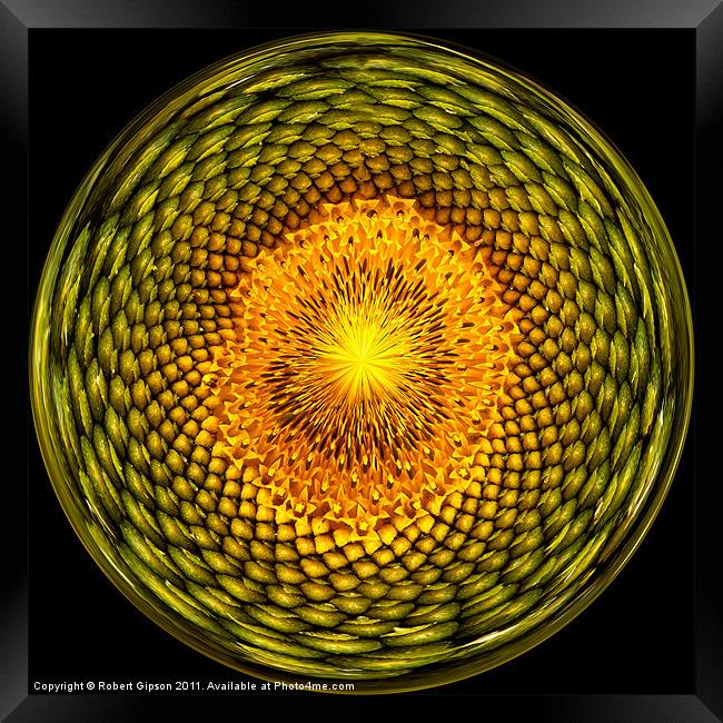 Sunflower sunburst Framed Print by Robert Gipson