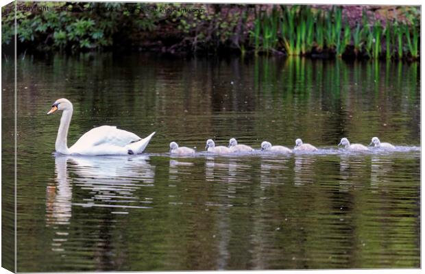 Graceful Swan and Her Adorable Cygnets Canvas Print by Trevor Camp