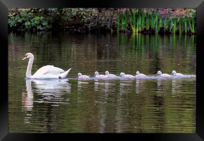 Graceful Swan and Her Adorable Cygnets Framed Print by Trevor Camp