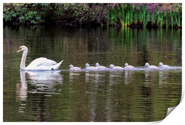 Graceful Swan and Her Adorable Cygnets Print by Trevor Camp