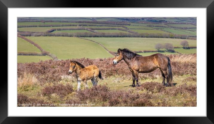 Exmoor Pony and Foal Framed Mounted Print by Jim Monk