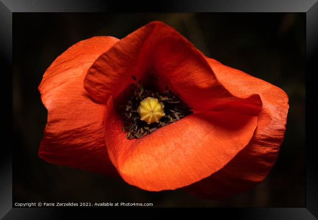 Tulip from above Framed Print by Fanis Zerzelides