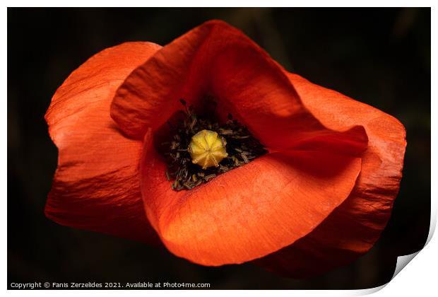 Tulip from above Print by Fanis Zerzelides