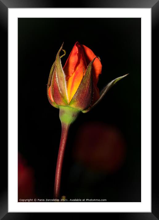 Blooming Rose Framed Mounted Print by Fanis Zerzelides