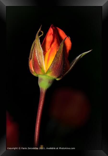 Blooming Rose Framed Print by Fanis Zerzelides