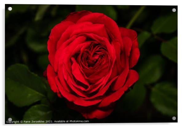 Red Rose Acrylic by Fanis Zerzelides