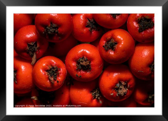 Tiny red berries Framed Mounted Print by Fanis Zerzelides