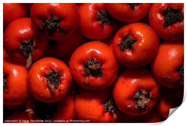 Tiny red berries Print by Fanis Zerzelides