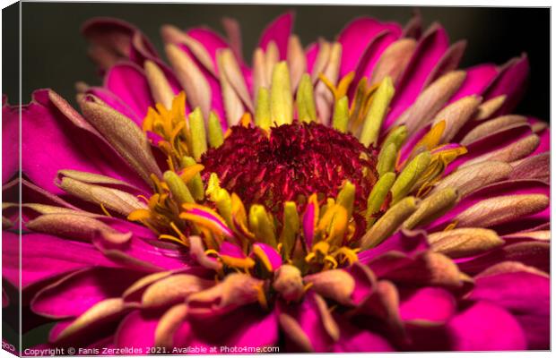 Pink and yellow Canvas Print by Fanis Zerzelides