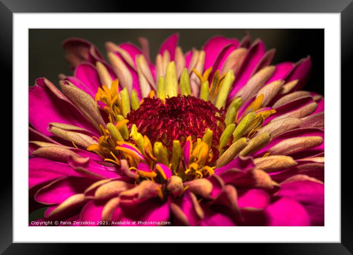 Pink and yellow Framed Mounted Print by Fanis Zerzelides