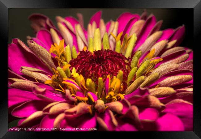 Pink and yellow Framed Print by Fanis Zerzelides