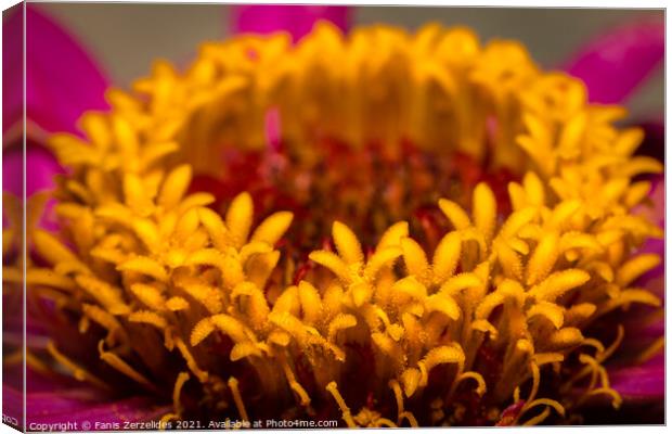 Micro world of flowers Canvas Print by Fanis Zerzelides