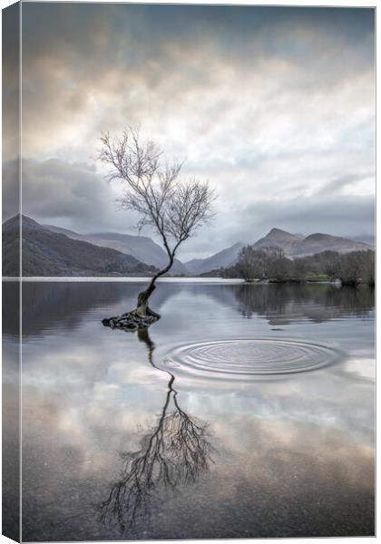 Serenity at the Lone Tree Canvas Print by Alan Le Bon