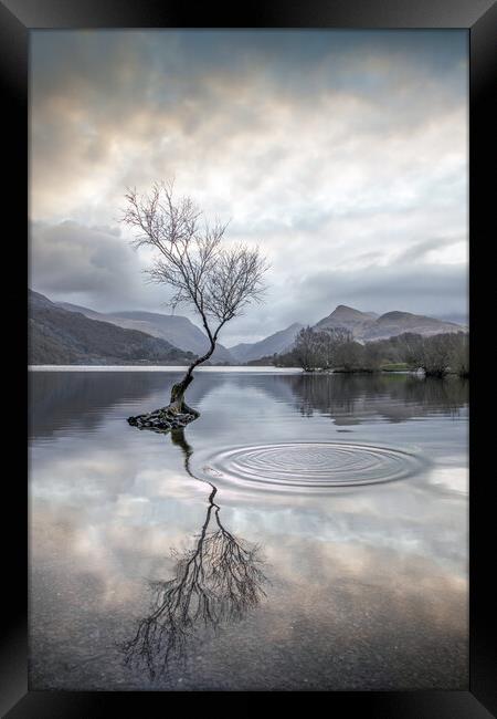 Serenity at the Lone Tree Framed Print by Alan Le Bon