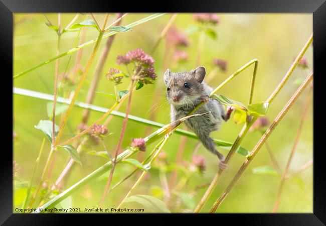 On an adventure Framed Print by Kay Roxby