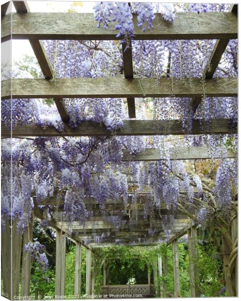 Mauve Wisteria flowers hanging from the top of a wooden pergola Canvas Print by Joan Rosie