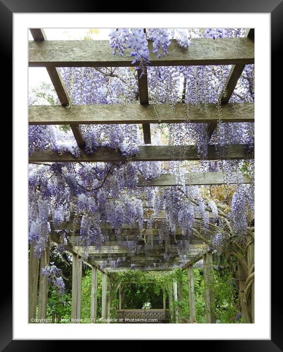 Mauve Wisteria flowers hanging from the top of a wooden pergola Framed Mounted Print by Joan Rosie