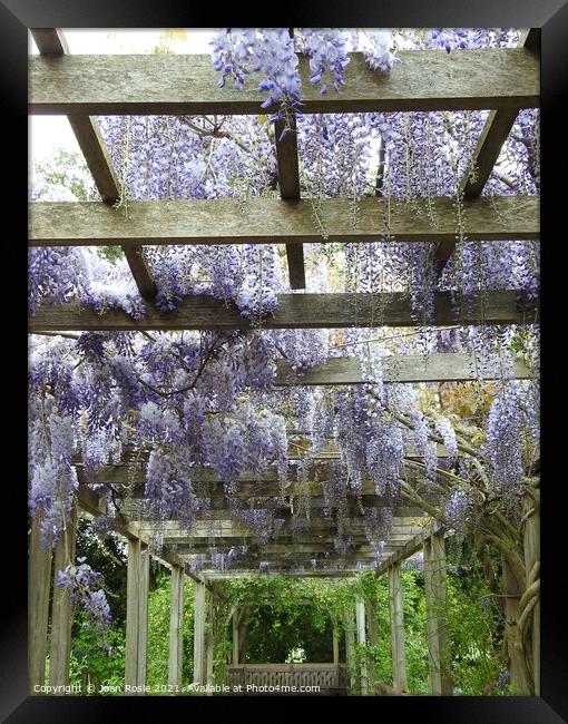 Mauve Wisteria flowers hanging from the top of a wooden pergola Framed Print by Joan Rosie