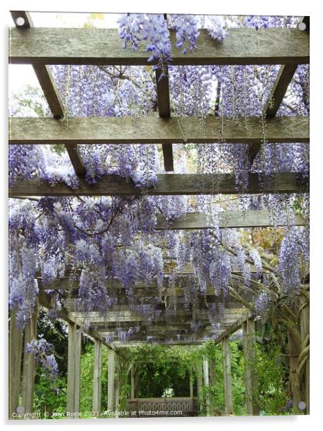 Mauve Wisteria flowers hanging from the top of a wooden pergola Acrylic by Joan Rosie