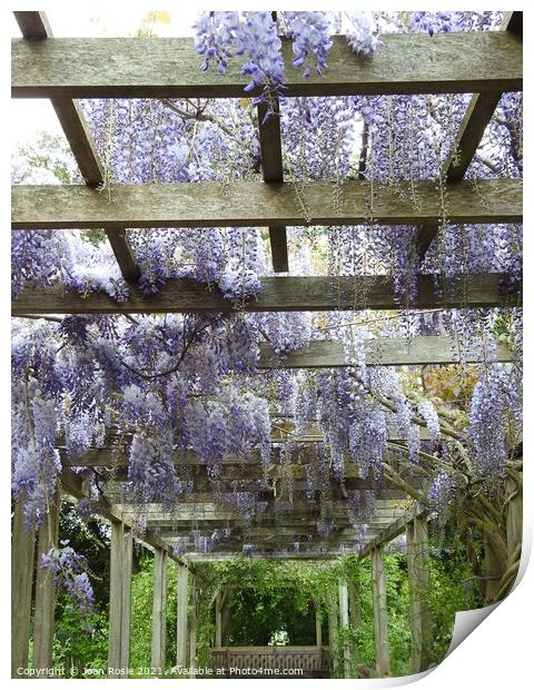 Mauve Wisteria flowers hanging from the top of a wooden pergola Print by Joan Rosie